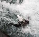 Seagull in an Icelandic river