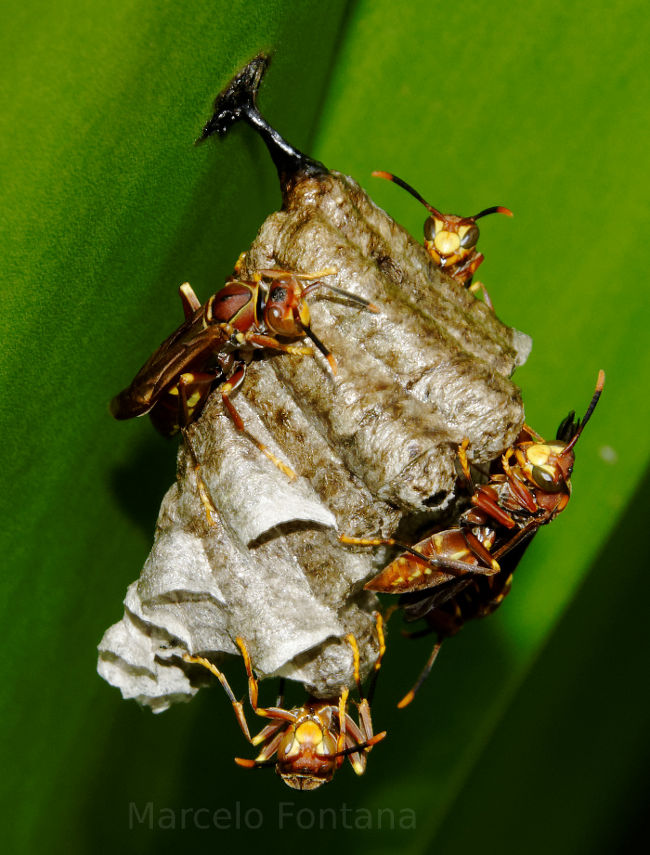 Wasps in Brazil