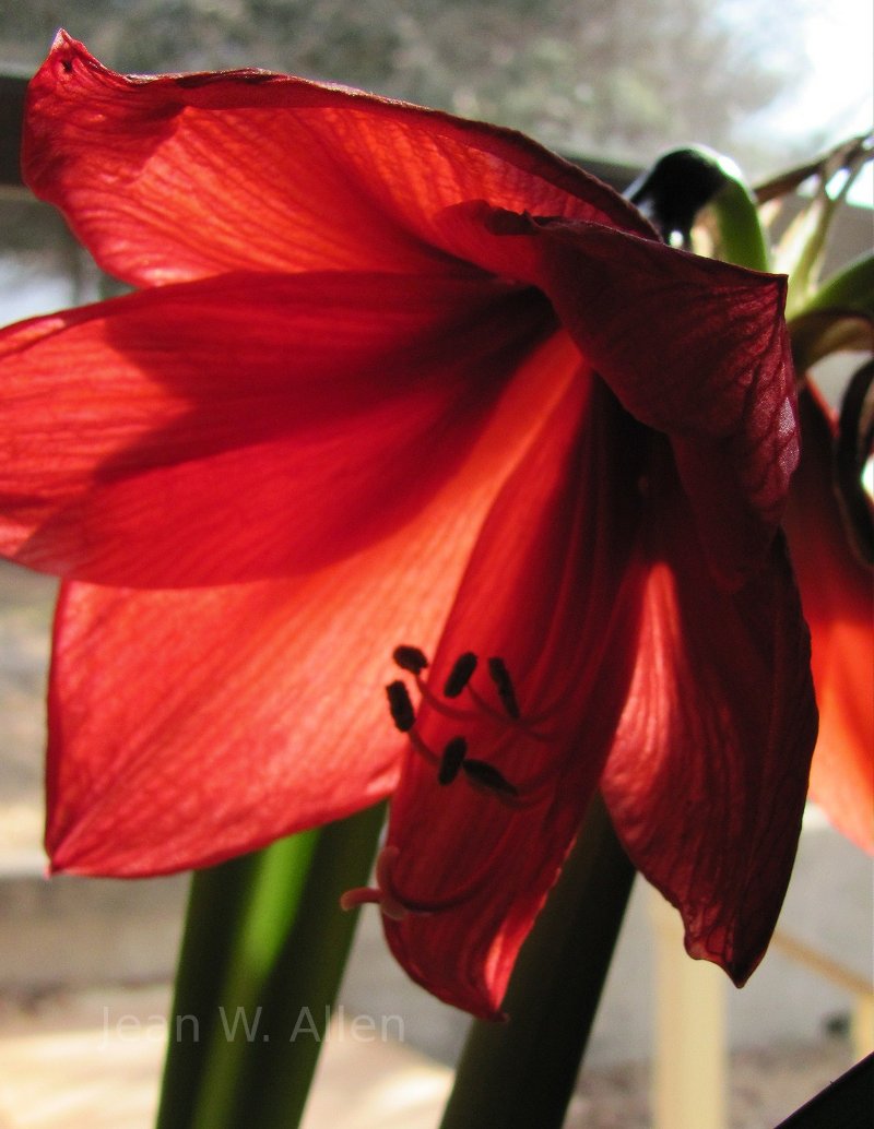 Amaryllis on Valentines Day. Flowers.