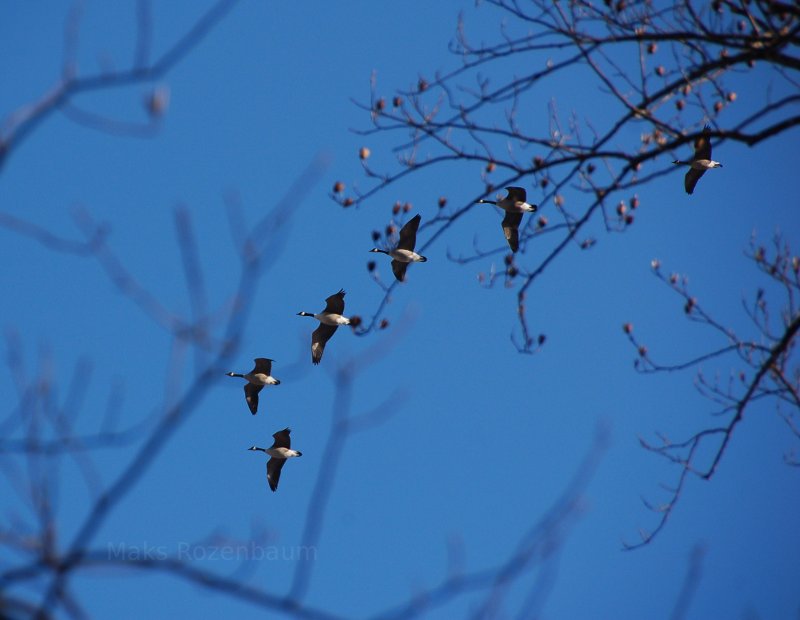 Canadian Geese in Maryland.