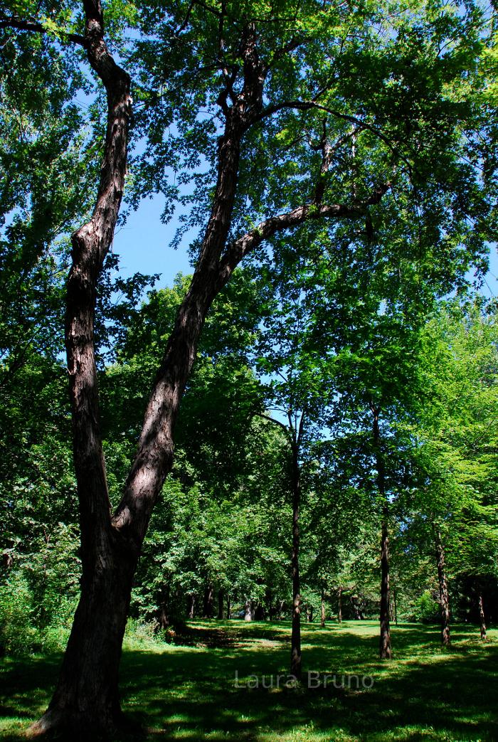 Trees in Canada.