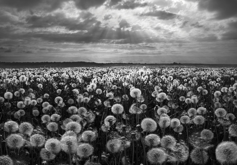 Dandelions in Ukraine.