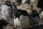 Penguins, Falkland Islands.