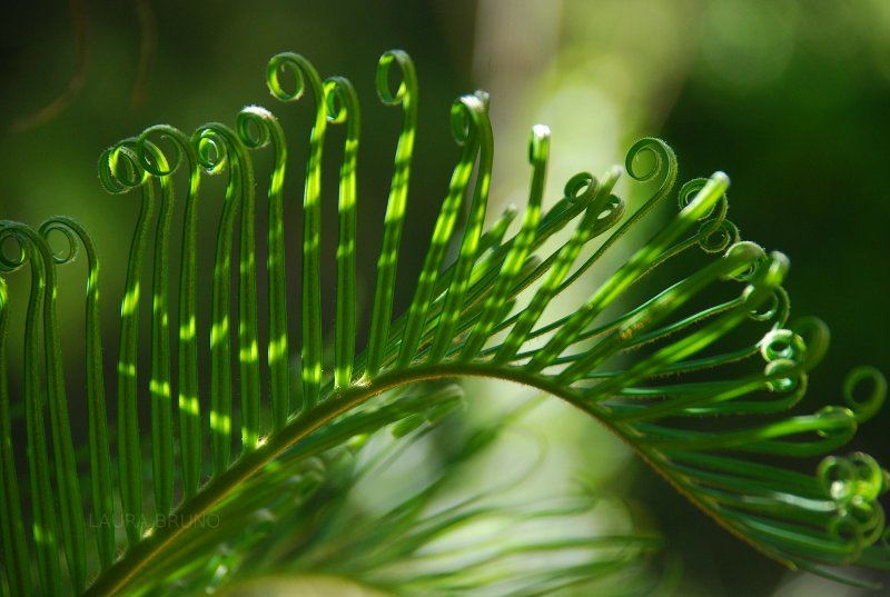 Fern in Brazil.