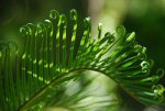 Fern in Brazil.