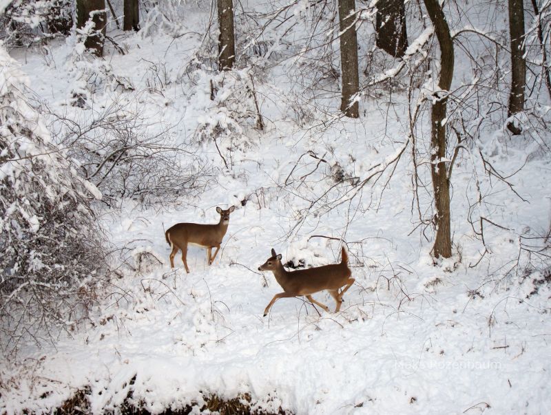 Deer in new snow.