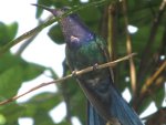 Hummingbird in Brazil.  Brazilian Hummingbird.