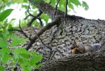 Squirrel in Brazil.