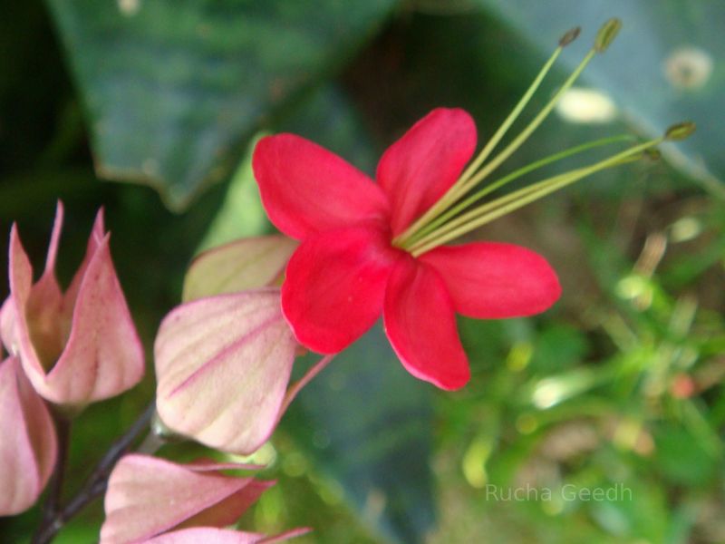 Flower in India.  Flowers, roses, tulips.