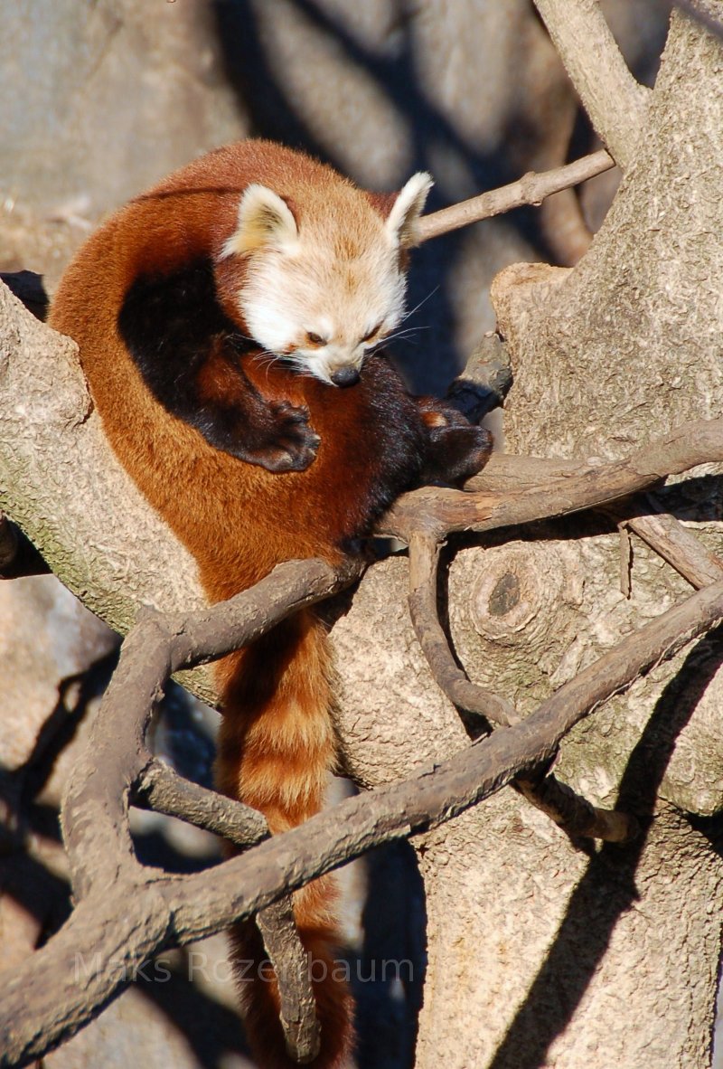 Red Panda in a tree.