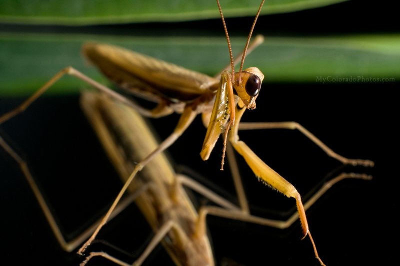 Praying Mantis in Colorado.