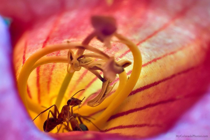 Ants in a flower, pretty light.  