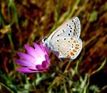 Butterfly on a flower in Turkey.