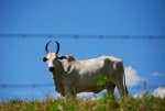 Cows in Brazil. Beef.