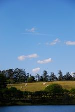 Cow pasture in Brazil.