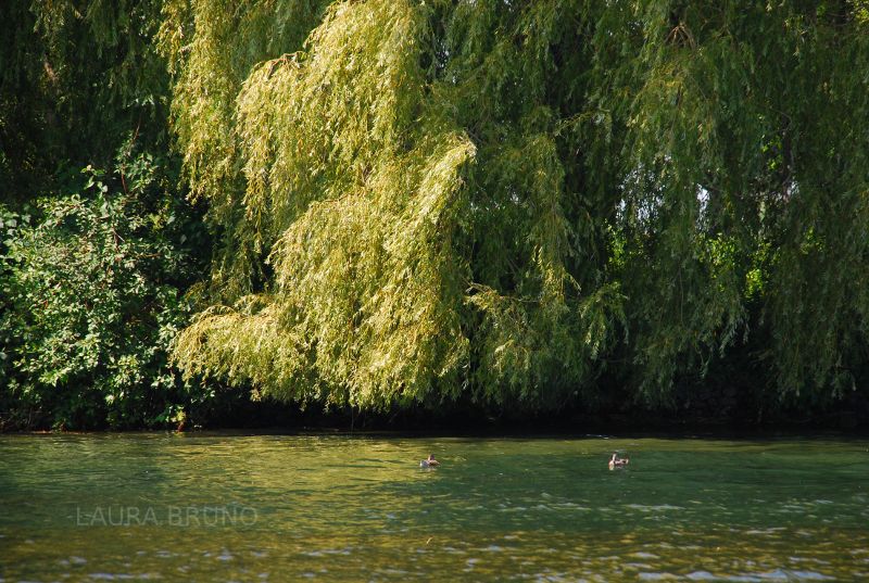 Ducks in a pond on a windy day.