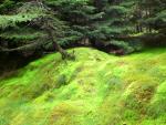 Pine forest in Weardale, England.