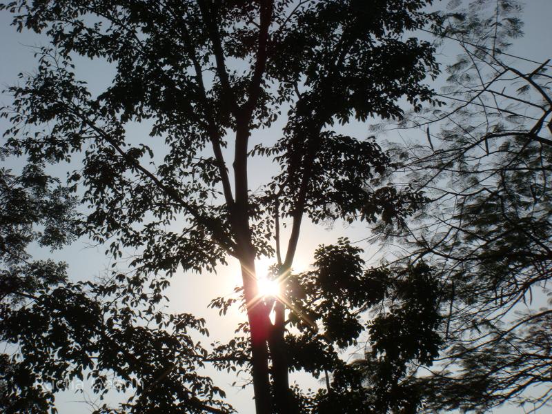 Tree and sun in Mumbai, India