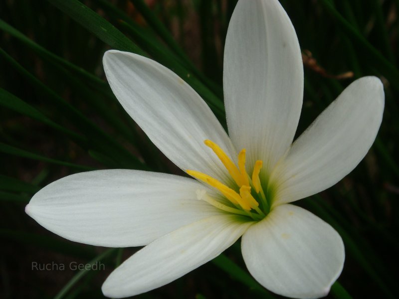 Flower in India.