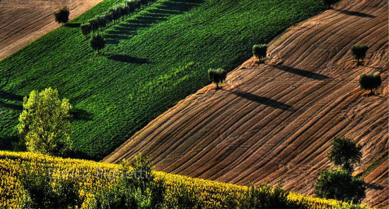 Sunflowers in Italy