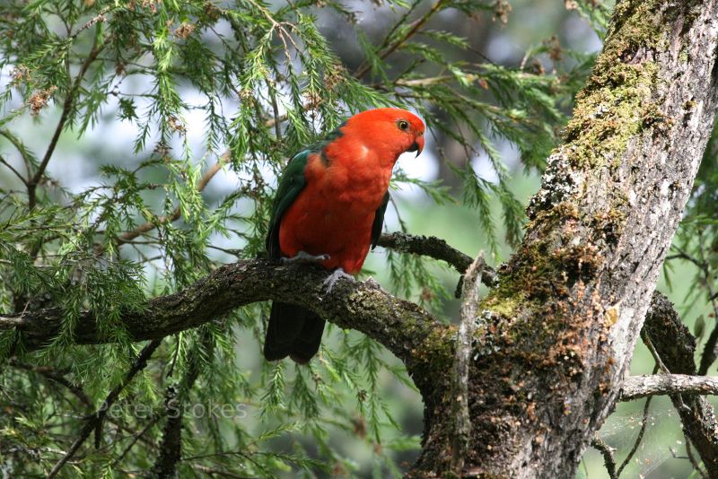 Australian King Parrot in Marysville, Victoria