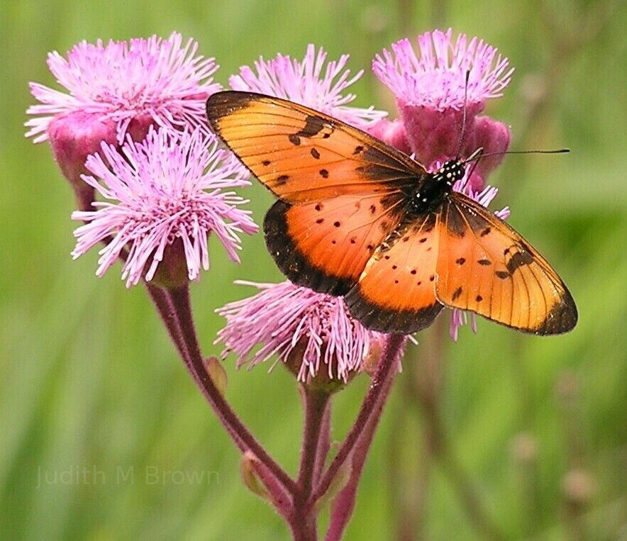 Butterfly in South Africa