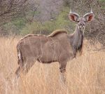 Kudu in South Africa