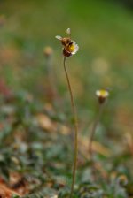 Bee looking for sweet sweet nectar.