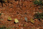 Butterflies in Brazil