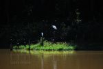 Birds in Brazil.