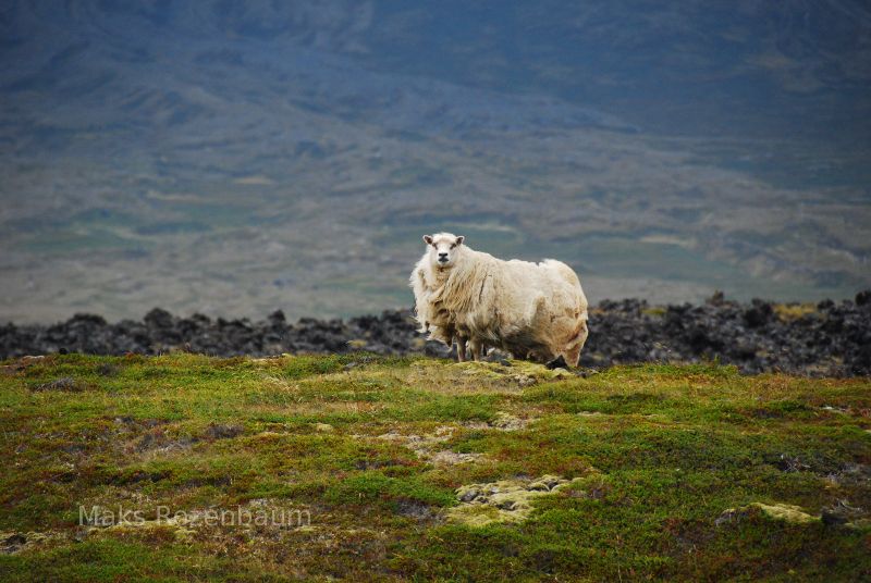 Sheep in Iceland.