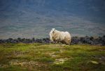 Sheep in Iceland.