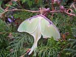 Luna Moth in Hillsboro, Wisconsin