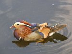 Mandarin Duck in London