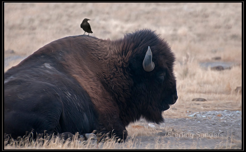 Bird on Buffalo at Antelope Island State Park, UT