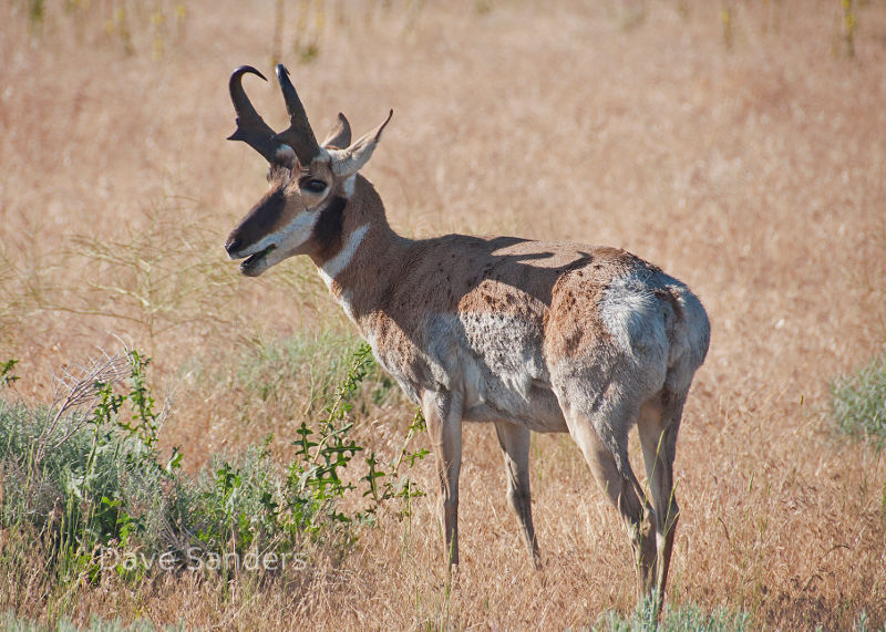 Pronghorn antelope on Antelope Island, Great Salt lake Utah