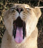 Female lion in South Africa