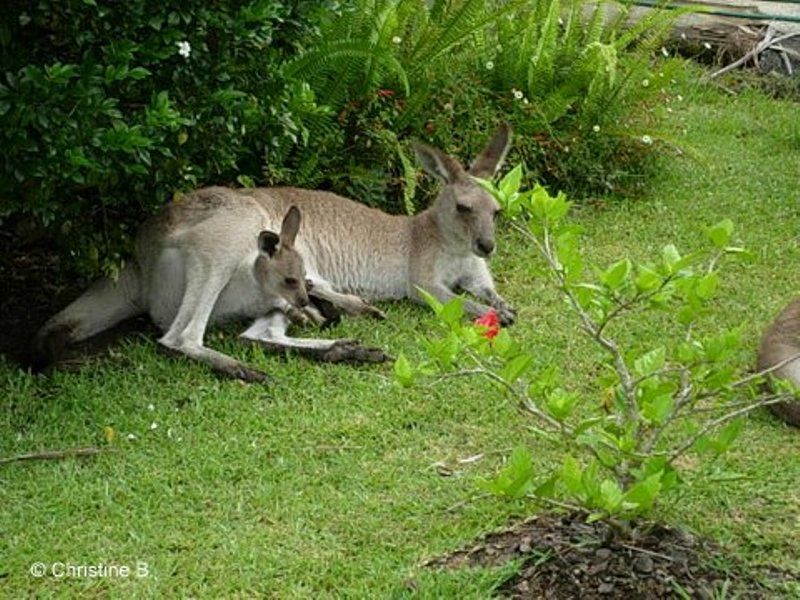 Kangaroos!