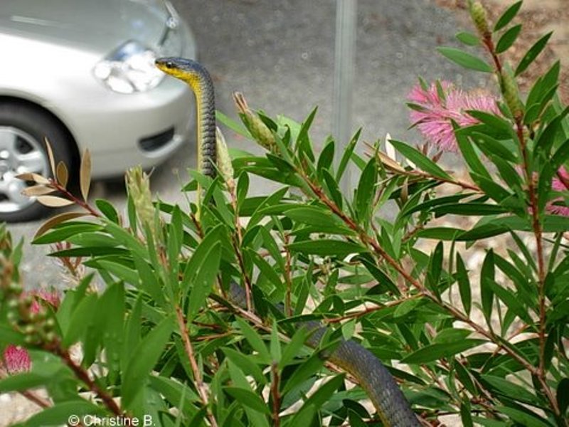 Snake in Australia