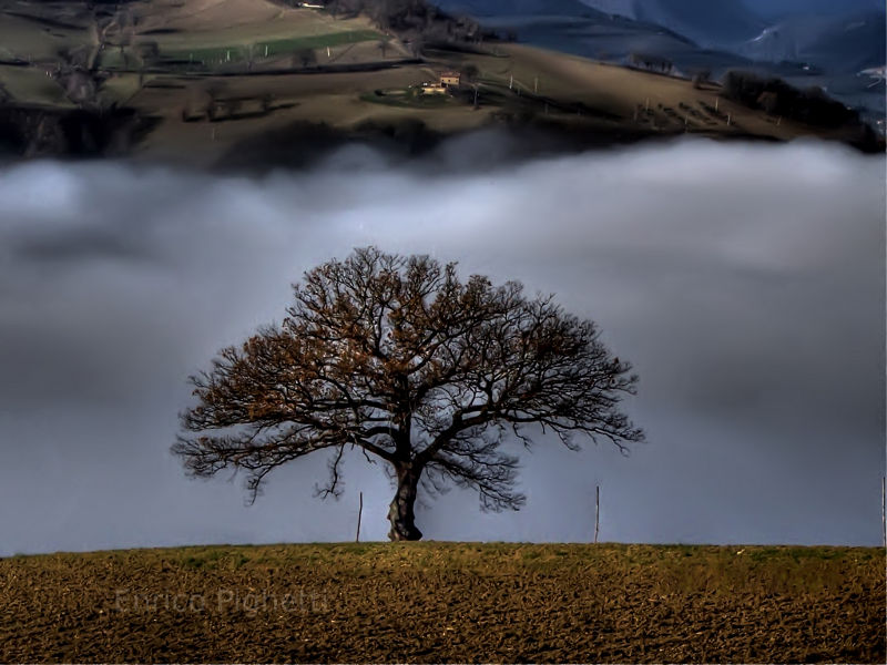 Tree in Italy