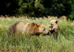 Grizzly beard cub, Knight Inlet, British Columbia