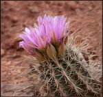 Flowering Cactus in Arches National Park.