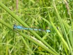 Dragonfly somewhere in England.