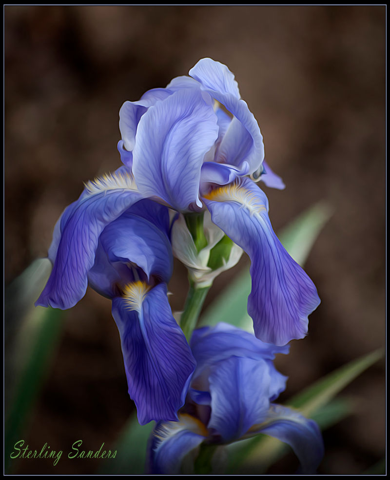 Iris in West Point, Utah.