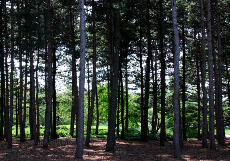 Trees in Brazil.