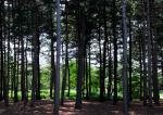 Trees in Brazil.