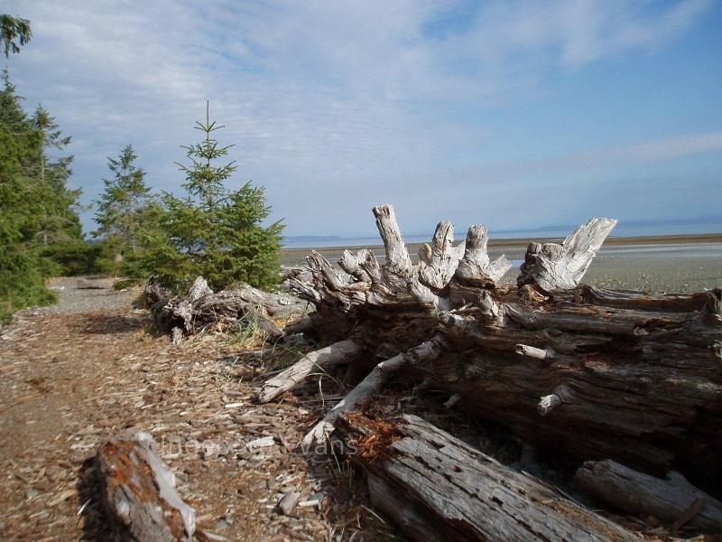 Driftwood on Vancouver Island.