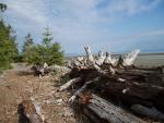 Driftwood on Vancouver Island.