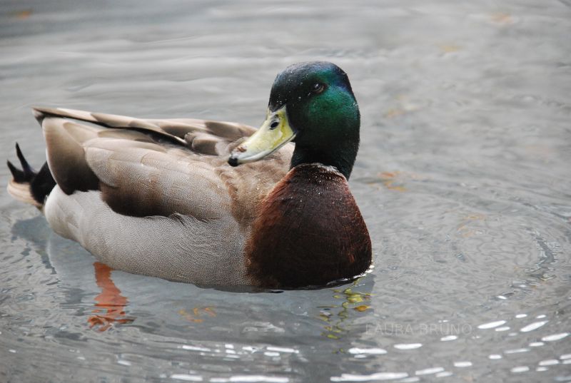 Mallard