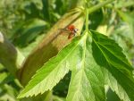 Harlequin ladybug in a park in London.